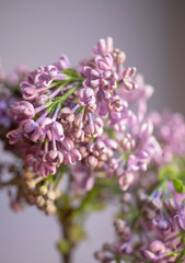 Fototapeta premium Lilac white brush macro photo blur background. A branch of blooming white lilac macro. Spring flowers.