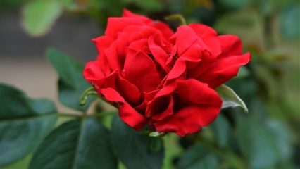 beautiful red rose in kerala