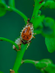 caterpillars stick to the branches or twigs