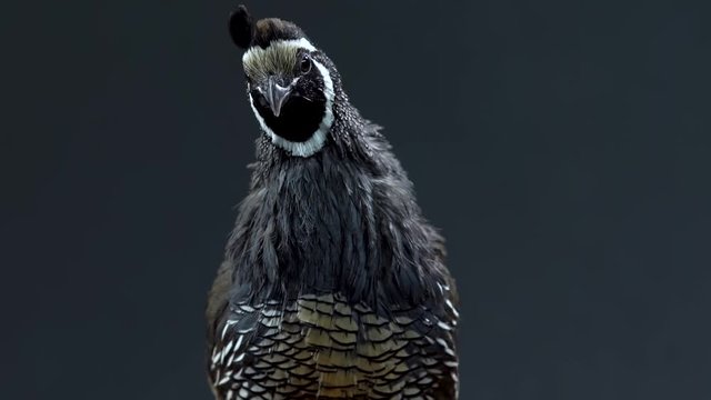 California quail at black background. Close up. Slow motion