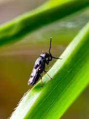 Insect above green leaf at forest 