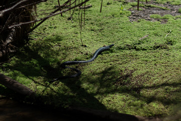 Black snake in the grass in Australia