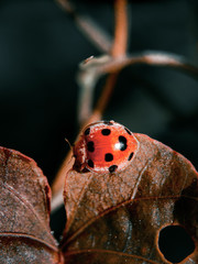 Lady bug so beauty on dry leaf with dark background
