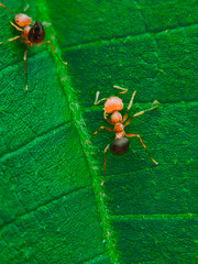 ant that runs on green leaves