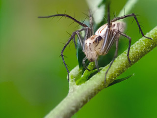 white spider perched on a leaf branch