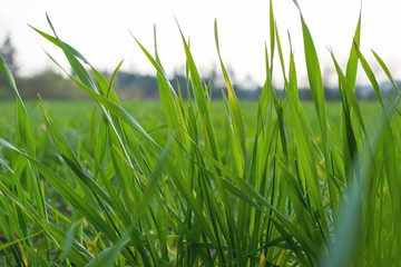 Green young sprouted wheat in the garden in early spring. Homegrown vegetables and cereals.