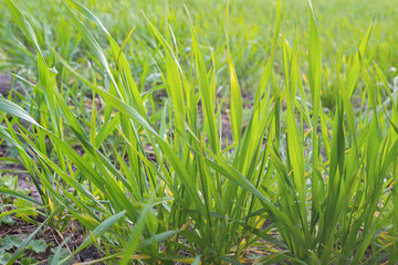 Green young sprouted wheat in the garden in early spring. Homegrown vegetables and cereals.