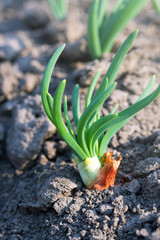 Fototapeta premium Green leaves feathers of a young onion in the sun in early spring. Home growing vegetables in the garden.