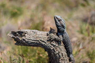 Australian lizard on the tree