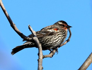 Female Red-winged Blackbird against a blue sky