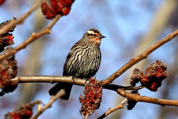Female Red-winged Blackbird on a Sumac bush