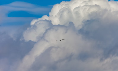 Flying bird river gull on the background of blue sky and white clouds (Background, banner, Wallpaper)