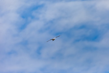 Flying bird river gull on the background of blue sky and white clouds (Background, banner, Wallpaper)