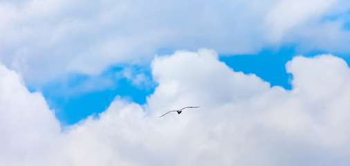 Flying bird river gull on the background of blue sky and white clouds (Background, banner, Wallpaper)