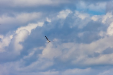 Flying bird river gull on the background of blue sky and white clouds (Background, banner, Wallpaper)