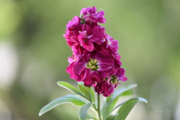 close up of lilac flowers