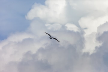 Flying bird river gull on the background of blue sky and white clouds (Background, banner, Wallpaper)