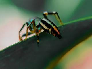 a spider with a unique color pattern on its body on green leaf