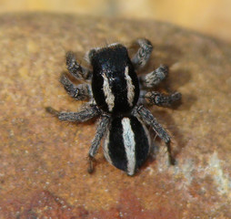 Jumping Spider (Aelurillus luctuosus), male