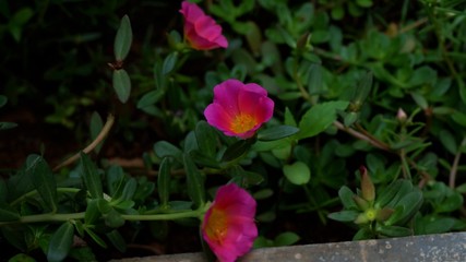 beautiful pink color 10 'o clock plant