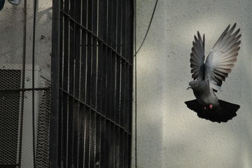 indian pigeon flying from mumbai