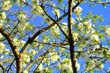 Nice flower in early spring. The first flowers appear in spring season