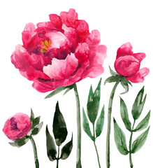 A large red peony and Bud is drawn in watercolor, an isolated flower on a white background. Realistic image is suitable for a holiday card, fabric design, clothing