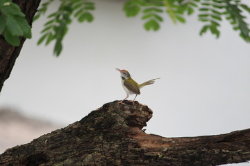 Tailor Bird from mumbai 