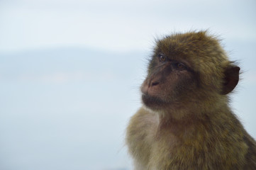 A monkey from Gibraltar looking very sceptical