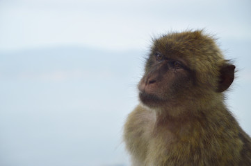 Naklejka premium A monkey from Gibraltar looking very sceptical