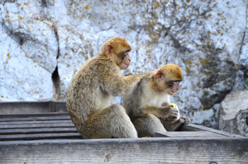 Two monkeys sitting, eating and grooming at the rock of Gibraltar