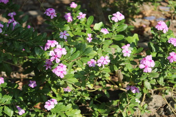 pink flowers in the garden from mumbai
