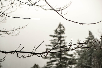 Frozen Dew Drops on a Tree