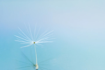 Closeup of dandelion flower with water drops on natural background. picture with place for your text.