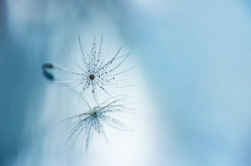Closeup of dandelion flower with water drops on natural background