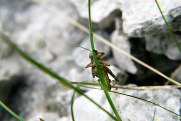 a curious cricket climbing on the grass