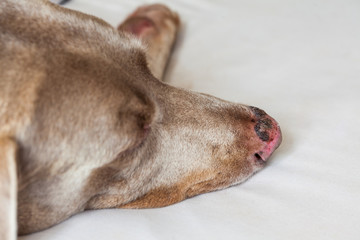 Close up of a sunburn injury in a dog nose