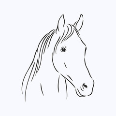 realistic horse portrait vector illustration, horse portrait, horse head, vector illustration