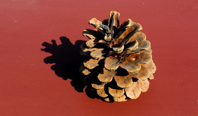 Pine cone isolated on color background