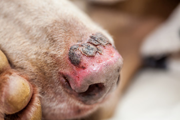 Close up of a sunburn injury in a dog nose