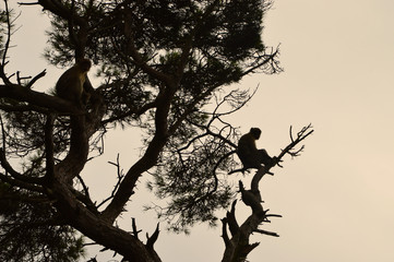 Two monkeys sitting on a tree while watching the sunset