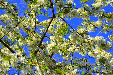 Nice flower in early spring. The first flowers appear in spring season