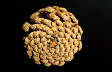Detail of the fractal geometry of a pine cone