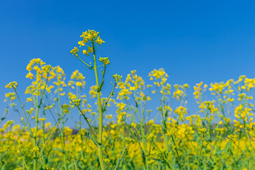 Obraz premium Rapeseed field at summer sunlight. Blue sky, fresh nature background. Agriculture, food concept