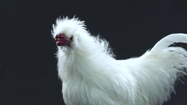 White Silkie hen at the black background. Slow motion.