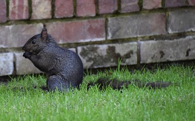 Black Squirrel ,  Victoria BC , Canada 