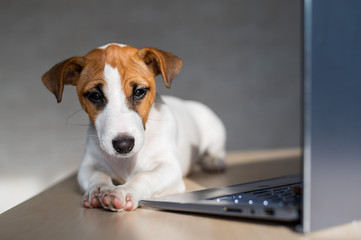 The thoroughbred dog lies on a desktop. Sad shorthair puppy Jack Russell Terrier works at a laptop.