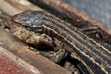 Wild brown lizard. Brown lizard close-up in the wild. Scales of a lizard close-up.