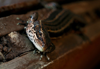 Wild brown lizard. Brown lizard close-up in the wild. Scales of a lizard close-up.
