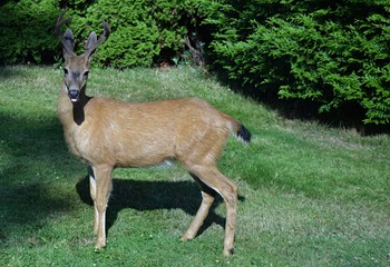 Deer , Victoria BC , Canada 